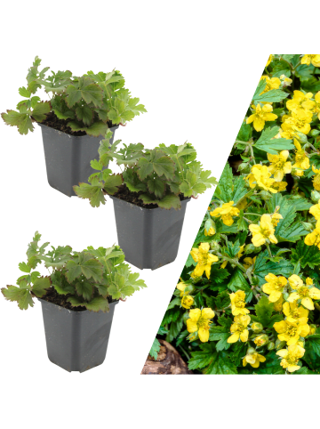 NatureNest 3 Goldbeere pflanzen  Waldsteinia ternata