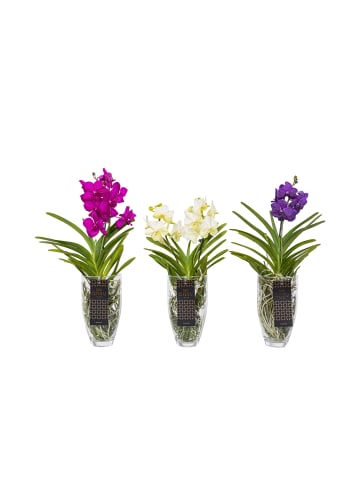 MeinVIPShop Echte blühende Orchidee Vanda pink in Vase