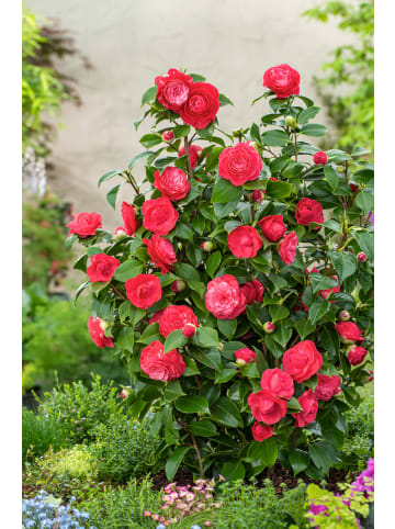 GARDENZO 2er-Set: Kamelienstrauch "Japanische Rose" XL in Rot