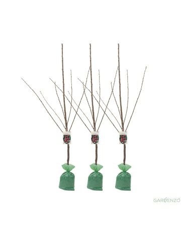 GARDENZO 3er-Set: XXL Kirsche Rheinische Schattenmorelle Saurer Obstbäume in Bunt