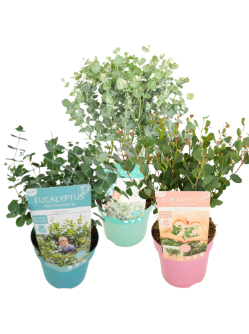 NatureNest 3er: Set Eucalyptus Pflanzen Mix in Grün