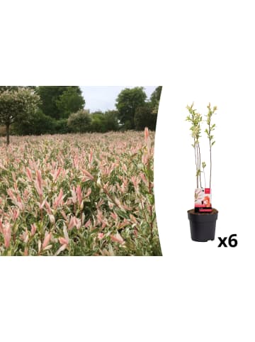 OH2 6er Set: Salixbusch Flamingopflanzen