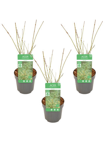 NatureNest 3er: Set Acer palmatum Butterfly Ahornpflanze in Grün Topf 10,5 cm Höhe 20 cm