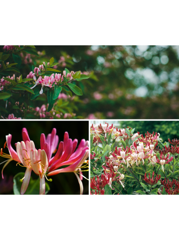 GARDENZO 6er-Set: Lonicera periclymenum in Bunt