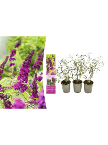 GARDENZO 3er-Set: Schmetterlingspflanzen Davidii in Purpurrot