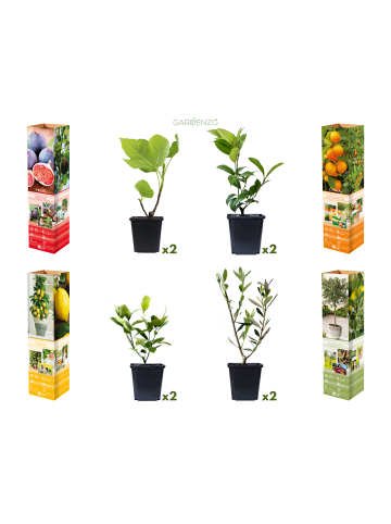 GARDENZO 8er-Set: Mediterrane Pflanzen in Bunt