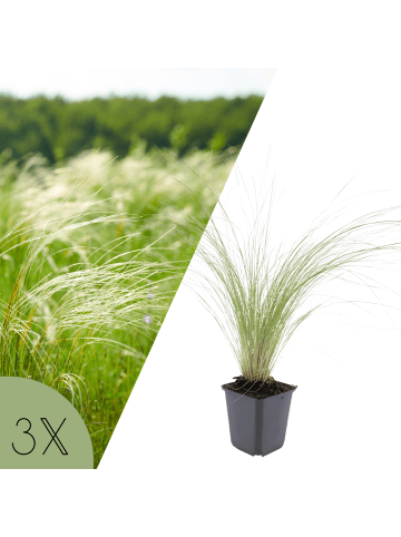 NatureNest 3er Stipa tenuissima Ponytails Pflanzen in Grün