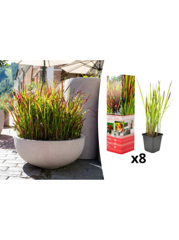 GARDENZO 8er-Set: Japanisches Blutgras Imperata cyl. Red Barron in Bunt