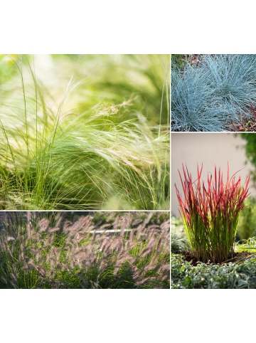 GARDENZO 4er-Set: Ziergräser in Bunt