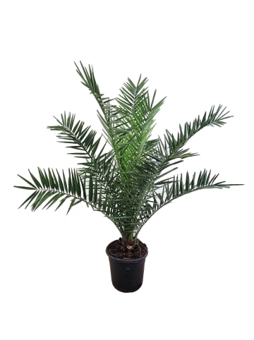 MeinVIPShop Phoenix canariensis Dattelpalme