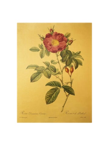 WALLART Leinwandbild Gold - Pierre Joseph Redouté - Portland-Rose in Grün