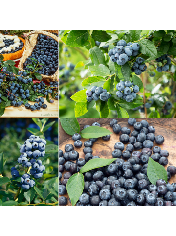 GARDENZO 4er-Set: Blaubeere in Blau