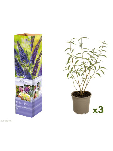 GARDENZO 3er-Set: Schmetterlingspflanzen in Lila