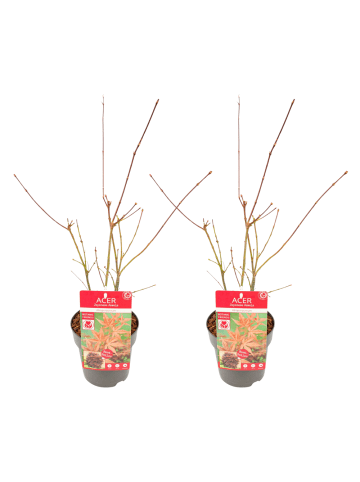 NatureNest 2er: Set Acer palmatum Atropurpureum Ahornpflanze in Rot
