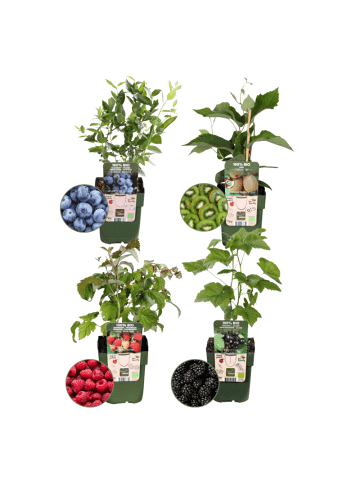 NatureNest 4 Bio Obstpflanzen Sommerfrüchte in Grün Topf 13 cm Höhe 20 cm