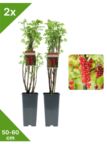 GARDENZO 2er-Set Johannisbeerpflanzen rot 50-60cm 2L Topf