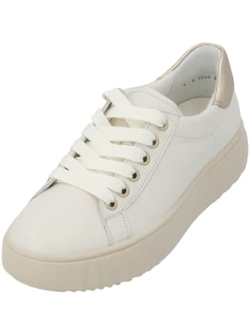 ara Schnürschuhe in CREAM PLATIN