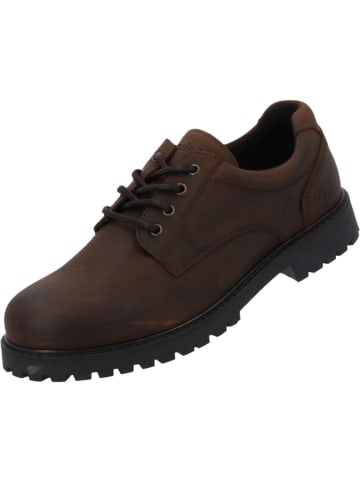 palado Klassische Halbschuhe in dk brown