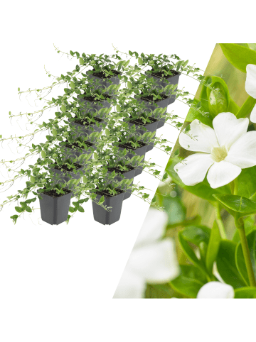 NatureNest 12 Weiße Immergrün pflanzen  Vinca minor 'Alba'  