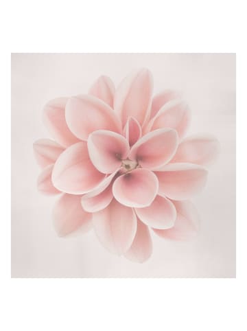 WALLART Leinwandbild - Dahlie Rosa Pastell Blume Zentriert in Rosa