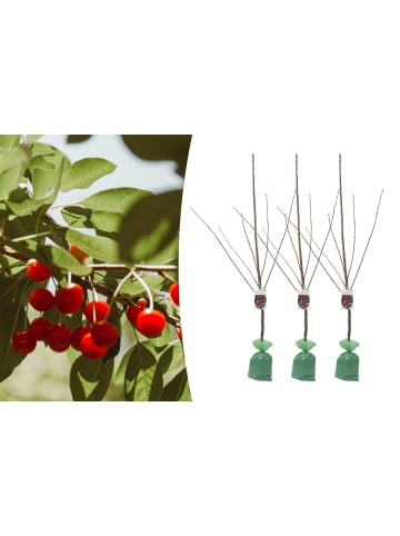 GARDENZO 3er-Set: XXL Kirsche Rheinische Schattenmorelle Saurer Obstbäume in Bunt