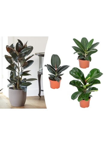 OH2 3er-Set: Ficus Exklusiv Set in Grün