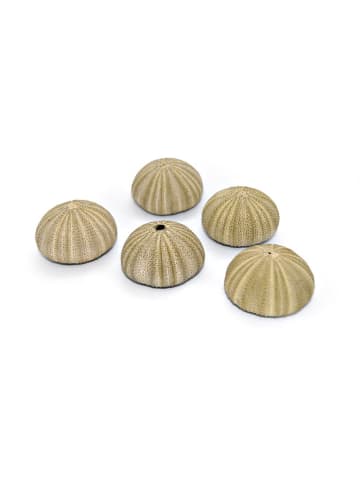 MeinVIPShop 5er Set Seeigelgehäuse grün