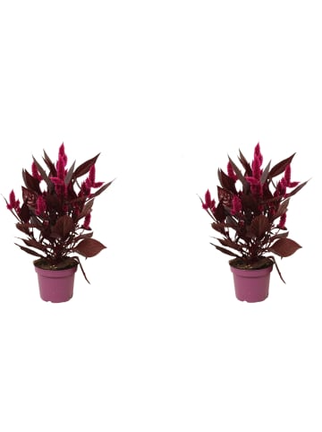 MeinVIPShop Celosia Mystic Shades 2er Set Zimmerpflanze