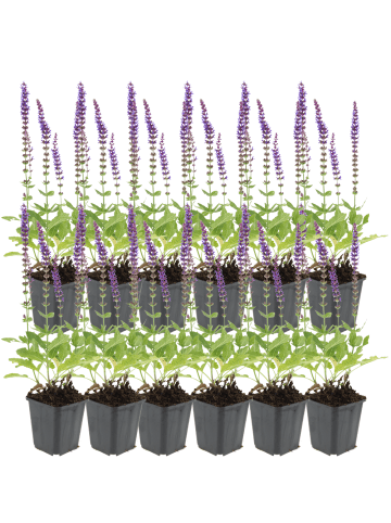 NatureNest Salbei Ostfriesland Set 12 Salvia nemorosa