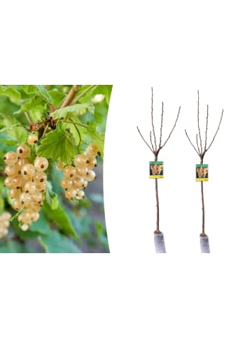 GARDENZO 2er-Set: Beeren auf Stamm Johannisbeere in Weiß