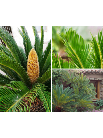 GARDENZO Japanische Cycas-Palme
