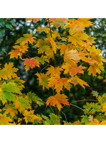 NatureNest 2er: Set Acer shirasawanum Moonrise Ahornpflanze in Gelb Topf 15 cm Höhe 30 cm