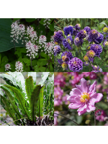 NatureNest 8 Beetpaket Nora Pflanzen in Grün Topf 9 cm Höhe 15 cm