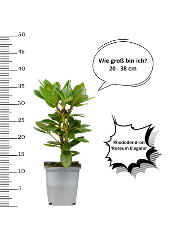 OH2 6er-Set: Rhododendron Roseum Elegans in Rosa