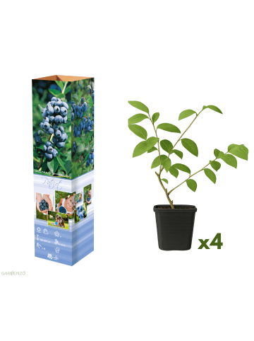 GARDENZO 4er-Set: Blaubeere in Blau