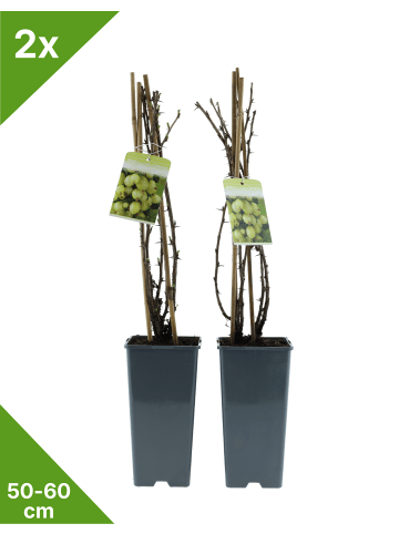 GARDENZO 2er-Set Stachelb. grün 50-60cm 2L Topf