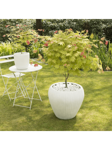 NatureNest Acer shirasawanum Moonrise Ahorn Hochstamm in Gelb