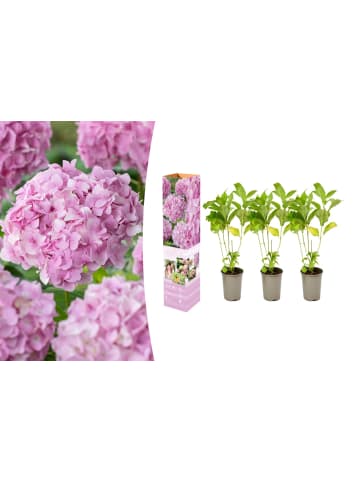 OH2 3-er: Set Hortensie (Hydrangea macrophylla) in Rosa