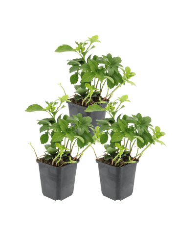 NatureNest Dickmännchen Set 3 Pachysandra terminalis immergrün