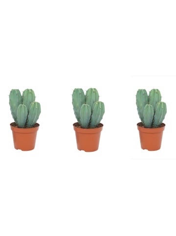 MeinVIPShop 3 x  Säulenkaktus Kakteenset