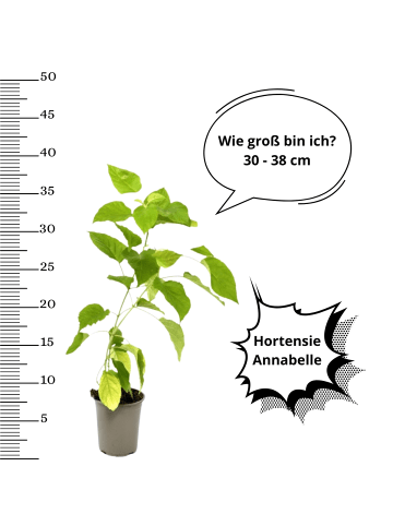 OH2 6er-Set  arb. 'Annabelle' Hortensien in Weiss