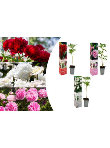 OH2 3-er: Set Pfingstrose (Paeonia lactiflora) in Mischung