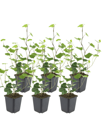NatureNest 6er: Set Hedera hibernica Pflanzen in Grün