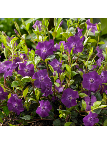 NatureNest 6 Purpur-Immergrün-Pflanzen  Vinca minor 'Atropurpurea'  