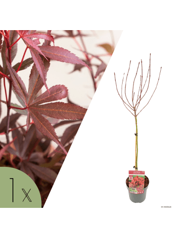 NatureNest Acer palmatum Shaina Ahorn Hochstamm in Rot