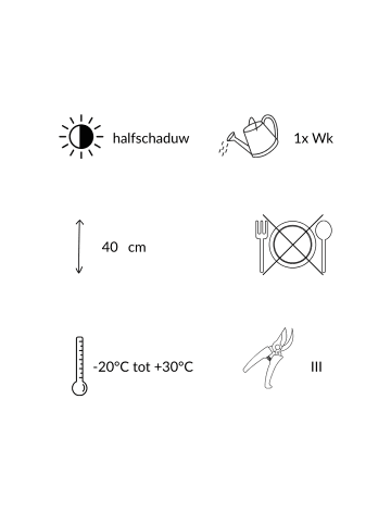 NatureNest 3er: Set Calamintha nepeta Pflanzen in Weiß