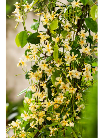 GARDENZO 2er-Set Sternjasmasin gelb 110-120cm 2L Topf