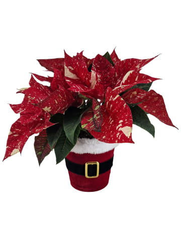 MeinVIPShop Weihnachtsstern New Glitter mit Übertopf 35cm