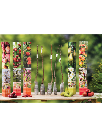GARDENZO 5er-Set: Obstbäume in Bunt