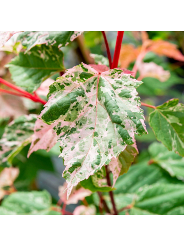 NatureNest Acer conspicuum Red Flamingo Ahornpflanze in Rosa Topf 19 cm Höhe 50 cm